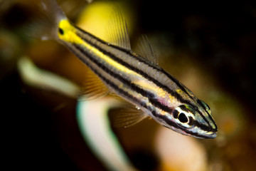 fivelined cardinalfish fish