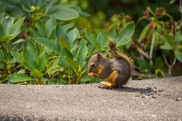 little squirrel eating