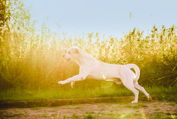 Obraz na płótnie Canvas Labrador retriever puppy in the yard