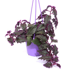Gynura aurantiaca 'Purple Passion'