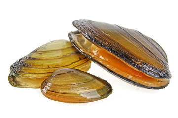 Clams isolated on a white background © domnitsky