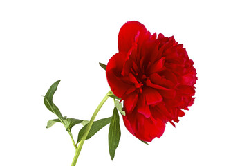 Red peony flower on a white background