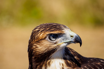 Hawk