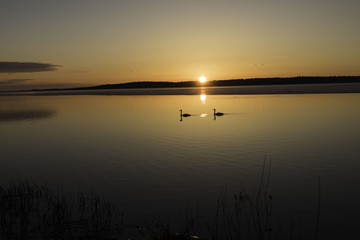 Swans on Leech Lake