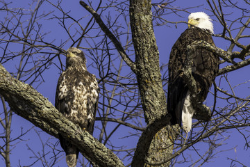 Adult and Immature Bald Eagles