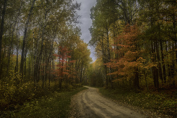 Fall colors, Alice Lake road.