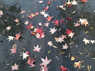 Colorful autumn leaves in the rain