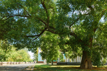 city alley with a large tree and columns in the background, on a sunny day