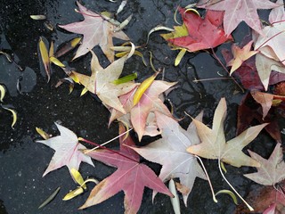Wet scattered leaves after autumn rain 