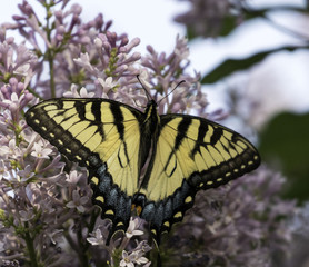 Yellow Swallowtail