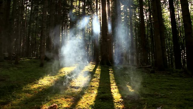 Abstract cloudy smoke in the mossy and sunny forest landscape.