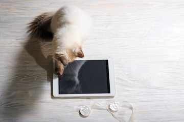 Kitten playing with a tablet