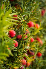 berry in green background