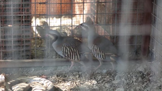 Couple of Partridges and Quails in Cage