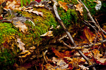 nature in the forest