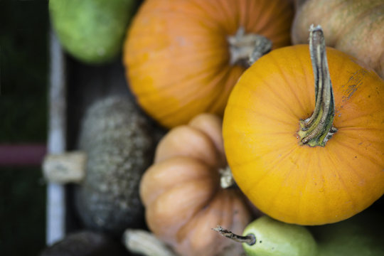 Pumpkins. Top view