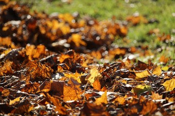 Fallen leaves