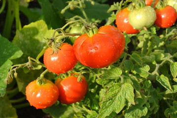 Garden Tomato