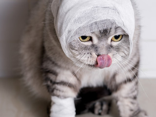 A domestic cat with a bandage. A wound on the head and paw.