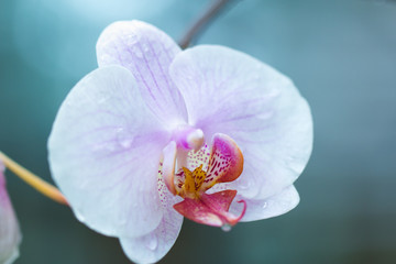 Fototapeta na wymiar flowers tropical orchids in a greenhouse