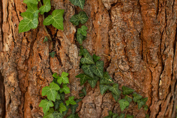 Ivy on a tree