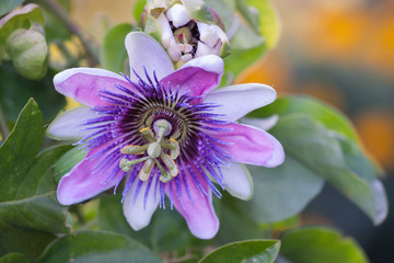 Passiflora coerulea hybride closeup