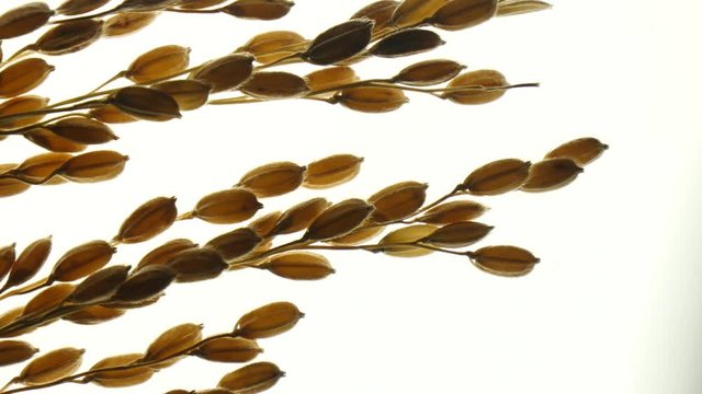 An ear of rice on a light background