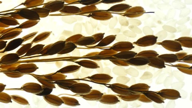 An ear of rice on a light background