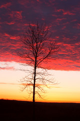 Fototapeta na wymiar Red sunrise and tree