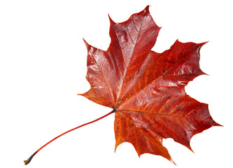 Red maple leaf on white background