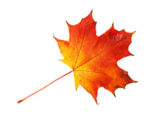 Red, yellow maple leaf on white background