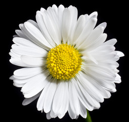Single daisy on black background.