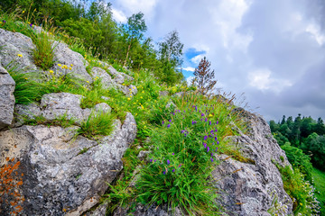 Scenic view of mountain meadow