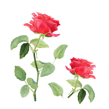 Botanical watercolor illustration of red rose isolated on white background