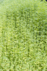 Technical hemp in the field.