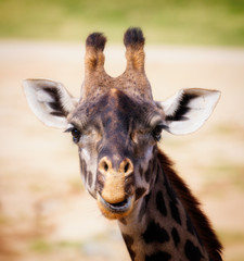 Smiling up close portrait of a Rothchilds Giraffe looking into the camera