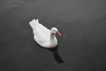 cigno lago