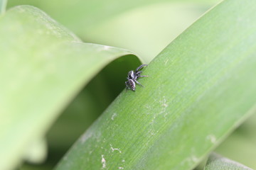 araña