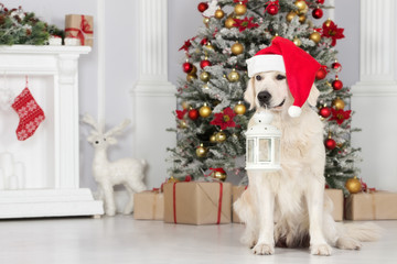 golden retriever dog in a santa hat holding lantern in mouth and posing for Christmas