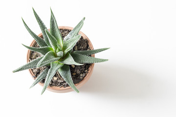 Miniature succulent plant in pot isolated on white background.