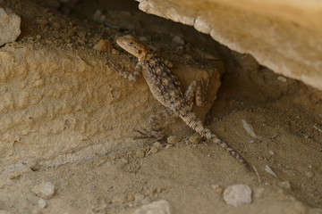 Eidechse in der Klosteranlage Davit Gareja in Georgien