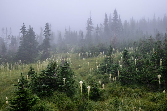 Eirey Bear Grass