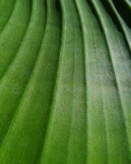 Closeup of a part of a banana leaf blade, the lamina. Network of parallel veins, the vascular bundles, of different rank are transporting water and nutrition within the leaf.