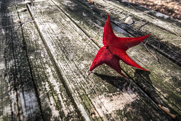 the last red leaf