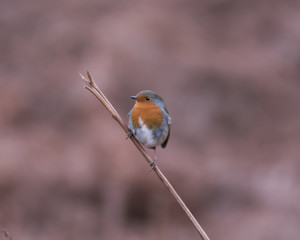 robin
