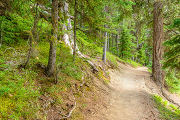 Fototapeta premium Fragment of Lightning Lake trail in Manning Park, British Columbia, Canada.