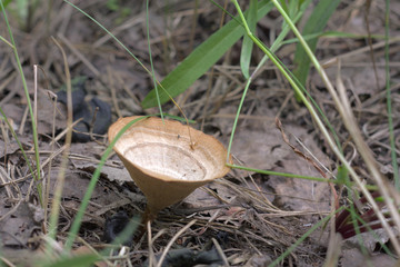 Coltricia perennis with matt brown cap in the shape of funnel, with concentric circles on it