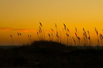 Obraz premium Sunset over the sea oats