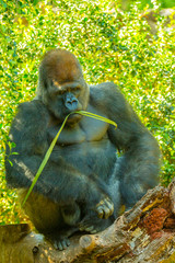 Gorilla in nature Congo