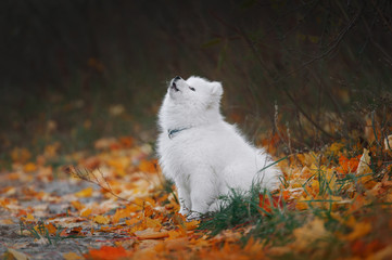 Fototapeta premium puppy sits on the autumn background and howls